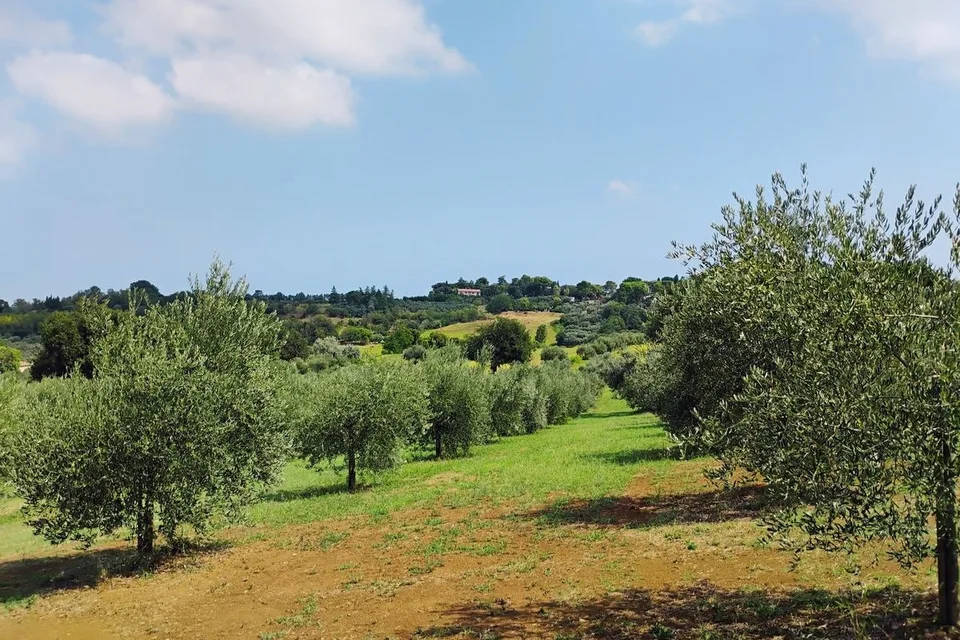 Colline di Covignano